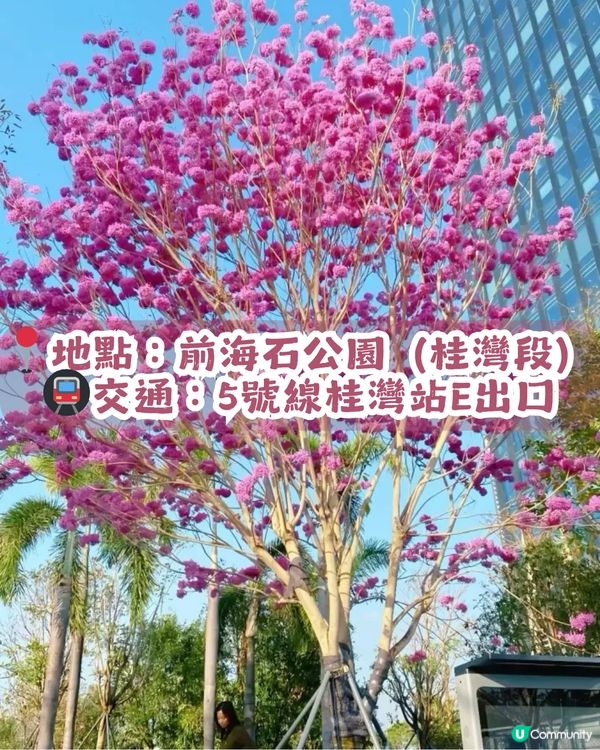 多圖！2026深圳紫花風鈴木6大打卡位🌸地鐵直達、免費入場！