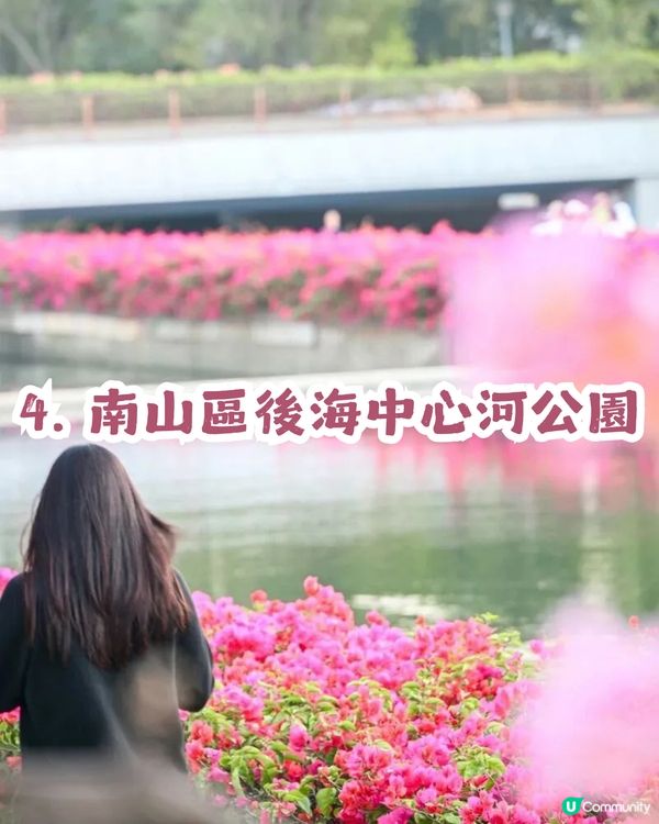 多圖！2026深圳紫花風鈴木6大打卡位🌸地鐵直達、免費入場！