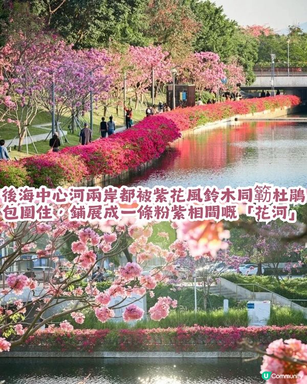 多圖！2026深圳紫花風鈴木6大打卡位🌸地鐵直達、免費入場！