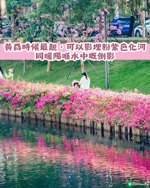 多圖！2026深圳紫花風鈴木6大打卡位🌸地鐵直達、免費入場！