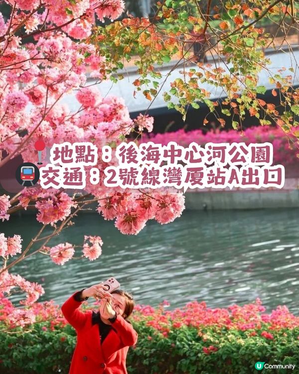 多圖！2026深圳紫花風鈴木6大打卡位🌸地鐵直達、免費入場！