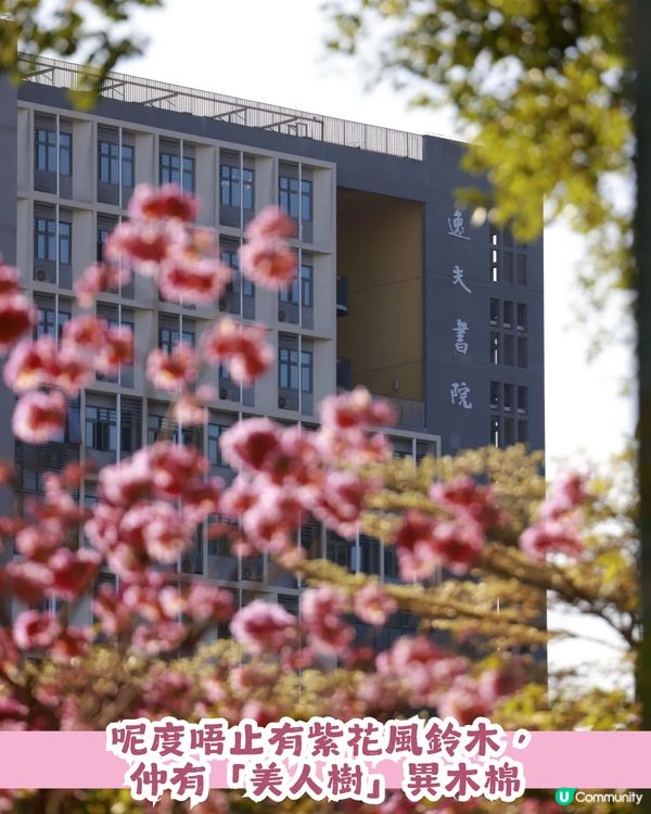 多圖！2026深圳紫花風鈴木6大打卡位🌸地鐵直達、免費入場！