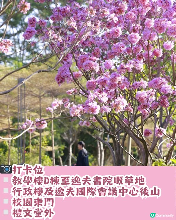 多圖！2026深圳紫花風鈴木6大打卡位🌸地鐵直達、免費入場！