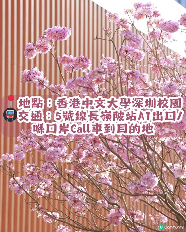 多圖！2026深圳紫花風鈴木6大打卡位🌸地鐵直達、免費入場！