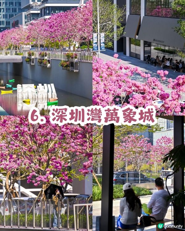 多圖！2026深圳紫花風鈴木6大打卡位🌸地鐵直達、免費入場！