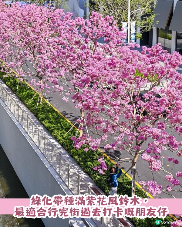 多圖！2026深圳紫花風鈴木6大打卡位🌸地鐵直達、免費入場！