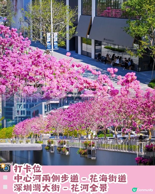 多圖！2026深圳紫花風鈴木6大打卡位🌸地鐵直達、免費入場！