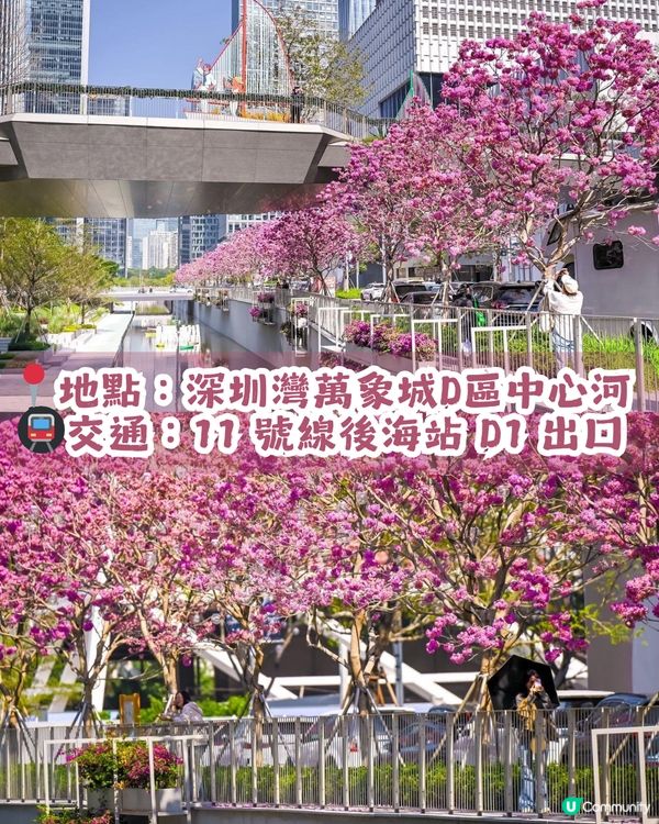 多圖！2026深圳紫花風鈴木6大打卡位🌸地鐵直達、免費入場！