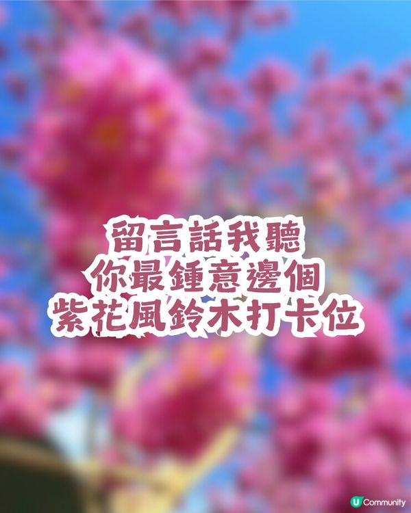 多圖！2026深圳紫花風鈴木6大打卡位🌸地鐵直達、免費入場！
