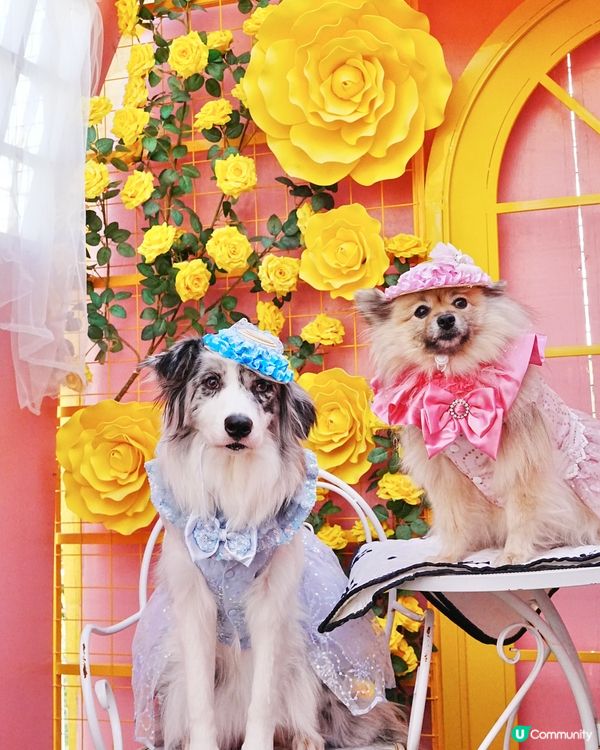 毛孩變公主！👑👗✨