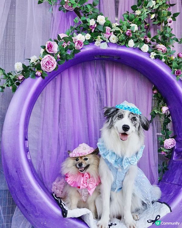 毛孩變公主！👑👗✨