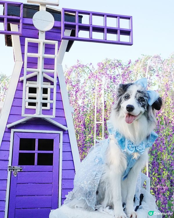 毛孩變公主！👑👗✨