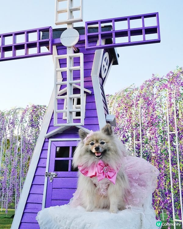 毛孩變公主！👑👗✨