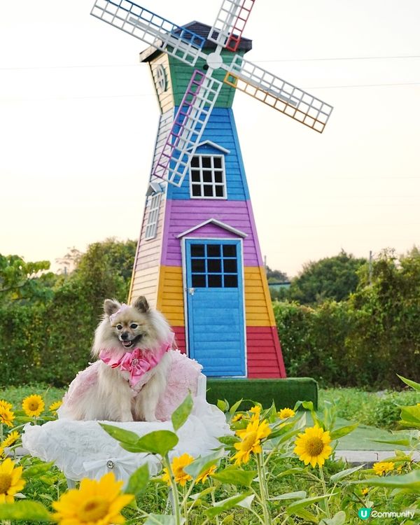 毛孩變公主！👑👗✨