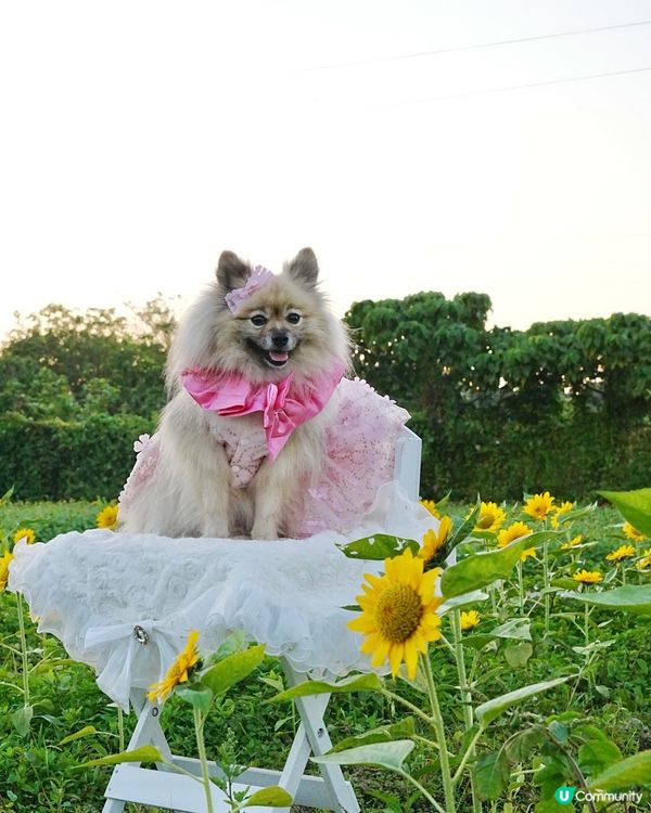 毛孩變公主！👑👗✨