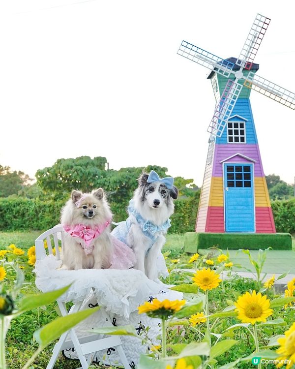 毛孩變公主！👑👗✨