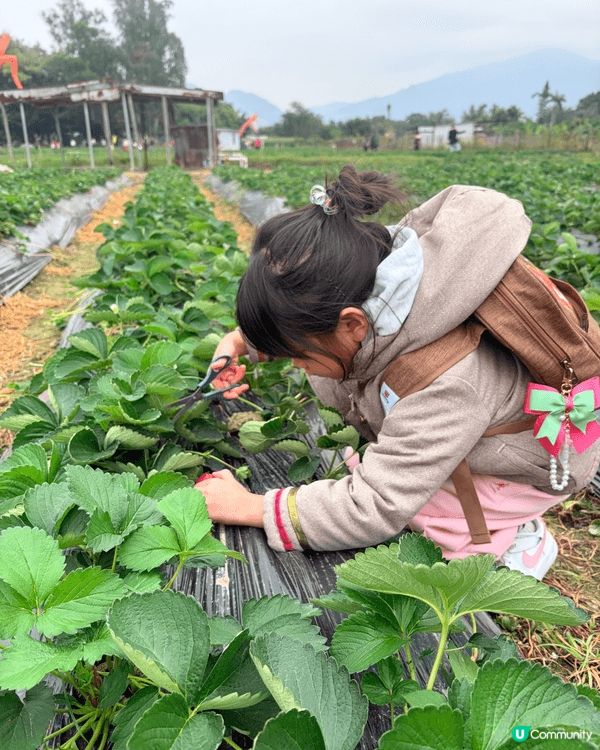 小朋友可以係錦田鄉村俱樂部採擷日本種士多啤梨 