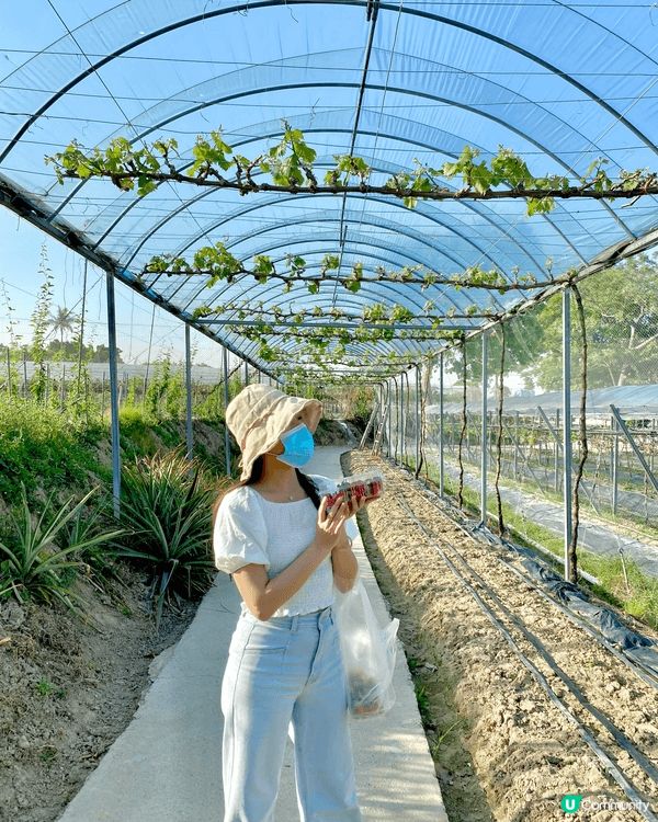 元朗的士多啤梨園，不用付任何入場費，可以入去看羊仔同士多啤梨...