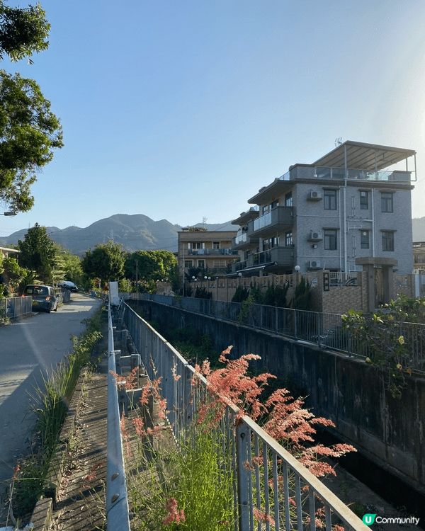元朗的士多啤梨園，不用付任何入場費，可以入去看羊仔同士多啤梨...