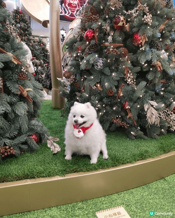 聖誕可帶毛孩去元郎yoho 1,2打卡 ，打完仲可帶孩子去狗...