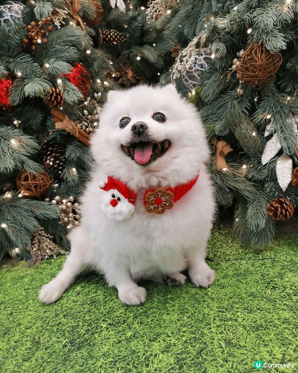 聖誕可帶毛孩去元郎yoho 1,2打卡 ，打完仲可帶孩子去狗...