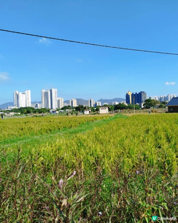 塱原係上水河上鄉一帶大片既濕地，除左米埔之外候鳥來港主要棲息...