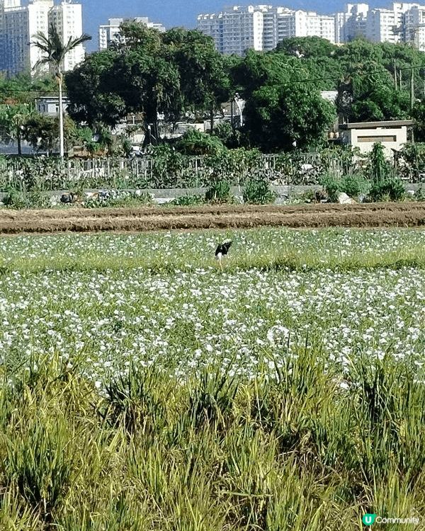 塱原係上水河上鄉一帶大片既濕地，除左米埔之外候鳥來港主要棲息...