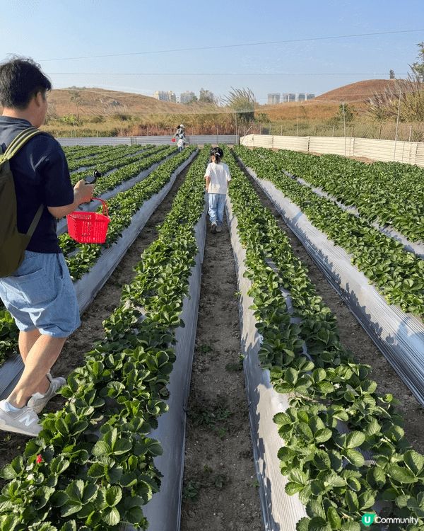 這裡是鳳凰農場位置於粉嶺，可以帶小朋友去體驗下摘草莓，仲有其...