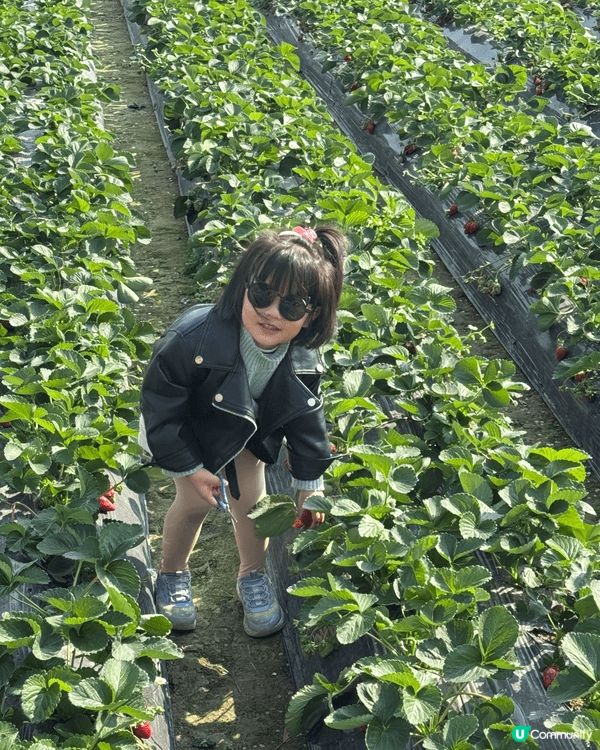親子好去處必定係雲泉仙館及士多啤梨園