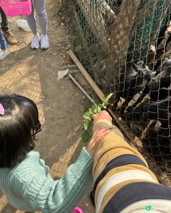 親子好去處必定係雲泉仙館及士多啤梨園