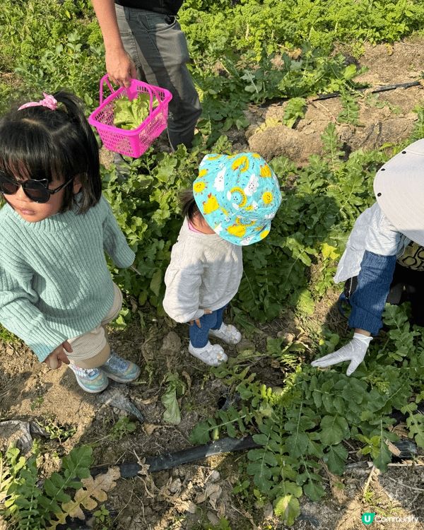 親子好去處必定係雲泉仙館及士多啤梨園