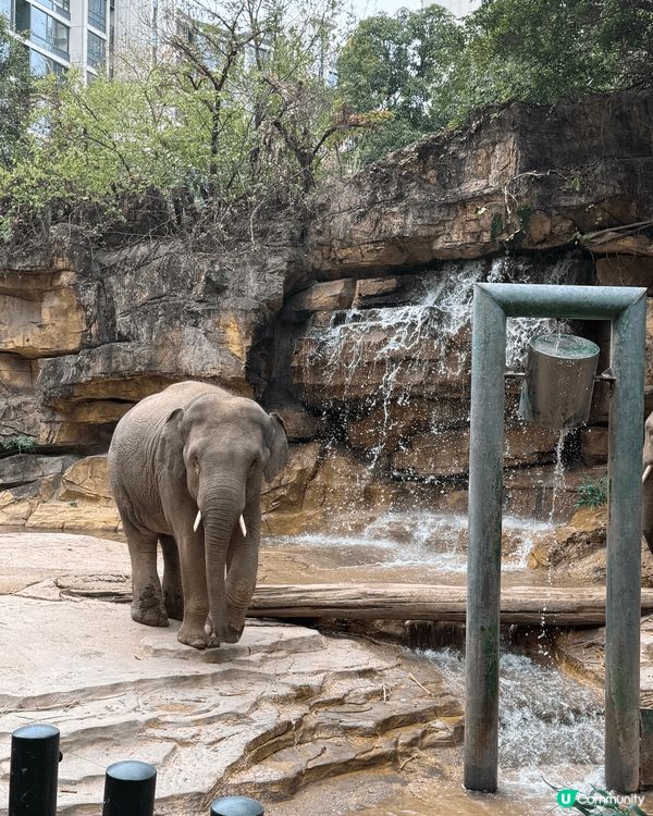 我誠意推介廣州長隆野生動物園和歡樂世界，因為動物園內種類繁多...