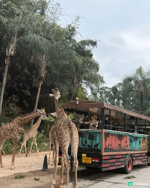 我誠意推介廣州長隆野生動物園和歡樂世界，因為動物園內種類繁多...