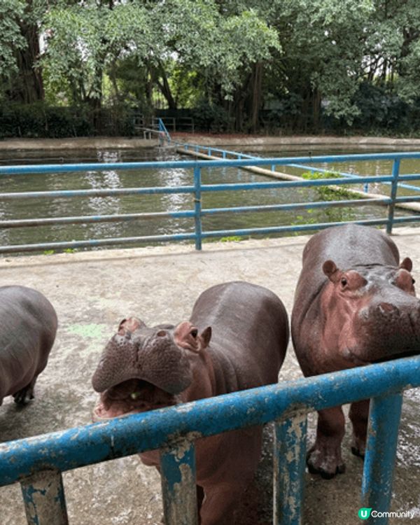 我誠意推介廣州長隆野生動物園和歡樂世界，因為動物園內種類繁多...