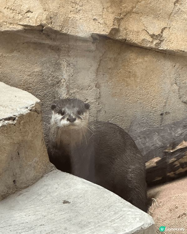 這裏是位於中環的香港動植物公園有不同的動物可以參觀例如水瀨、...
