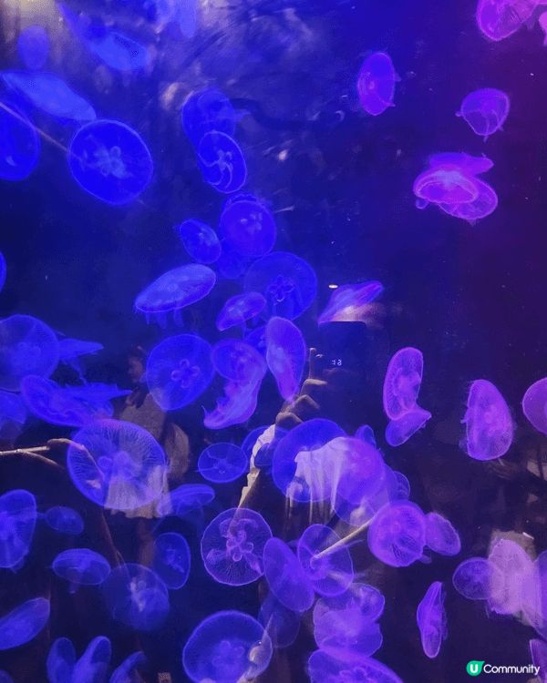 要去當然要去香港海洋公園！可以玩機動遊戲又可以去看熊貓和參觀...