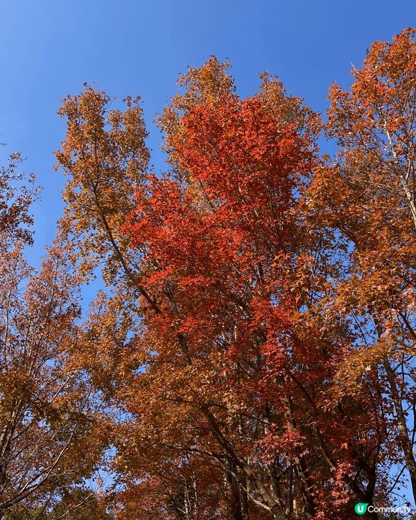 秋冬行山路線：大棠楓香林➡️千島湖➡️黃金海岸