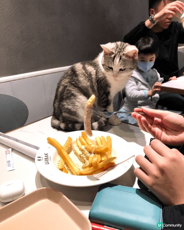 貓貓cafe 超可愛 野食都好好食 價錢唔算貴 愛貓人天堂