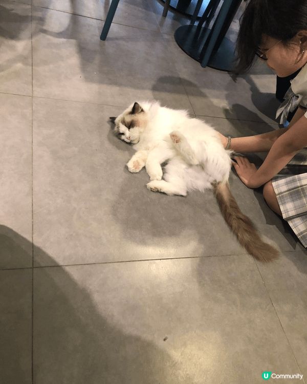 貓貓cafe 超可愛 野食都好好食 價錢唔算貴 愛貓人天堂