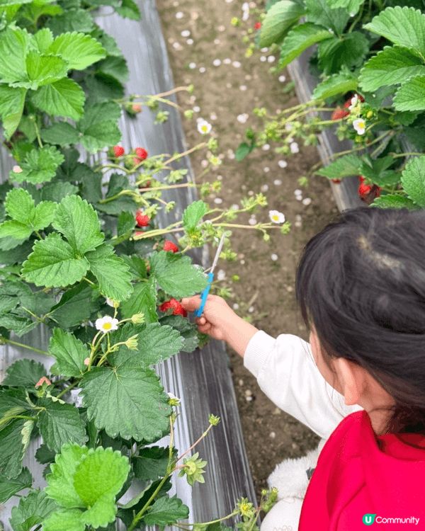 1月份喺士多啤梨季節！梗係去粉嶺鳯凰農莊摘士多啤梨🍓，呢度仲...