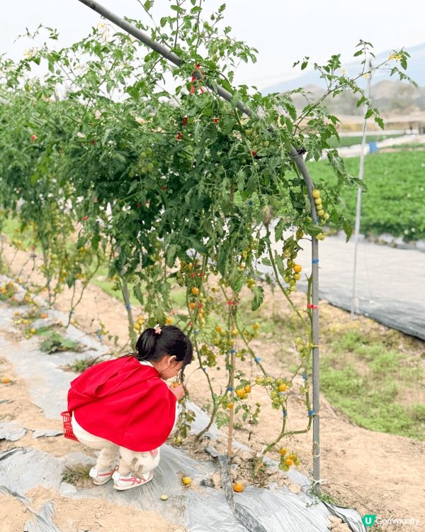 1月份喺士多啤梨季節！梗係去粉嶺鳯凰農莊摘士多啤梨🍓，呢度仲...