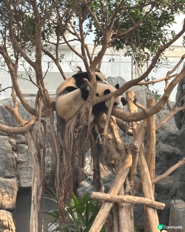 特式主題及大熊貓