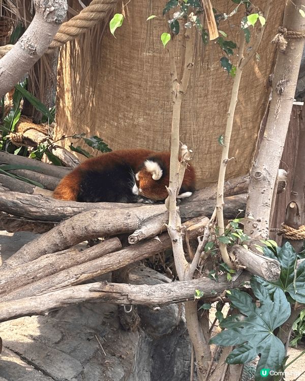 特式主題及大熊貓