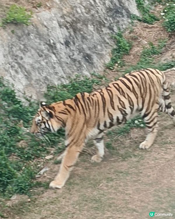 深圳野生動物園