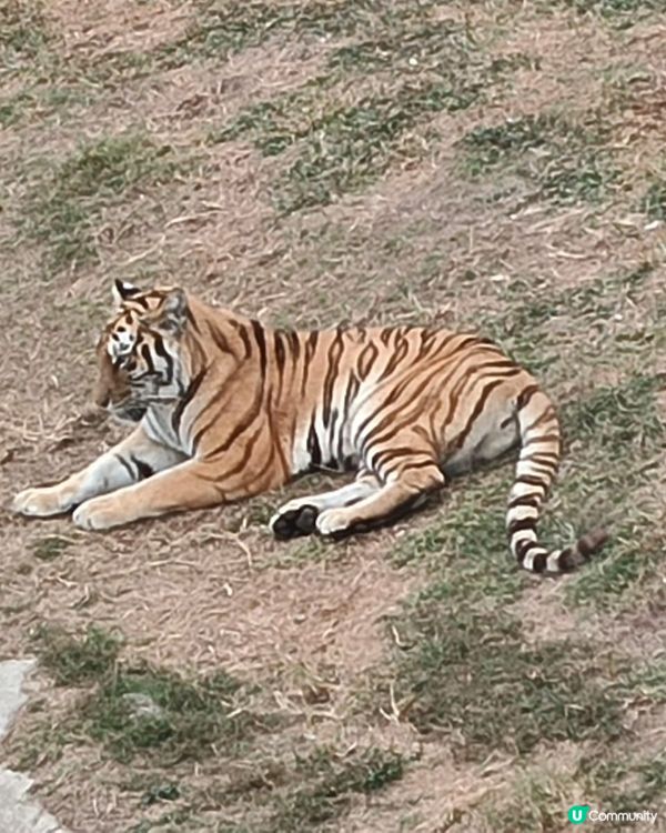 深圳野生動物園