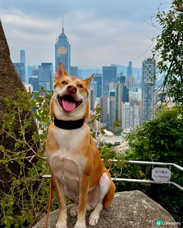 鬧市中隱世打卡點❤️姻緣石❤️輕鬆遊！👨‍👩‍👧‍👦🐶☀️