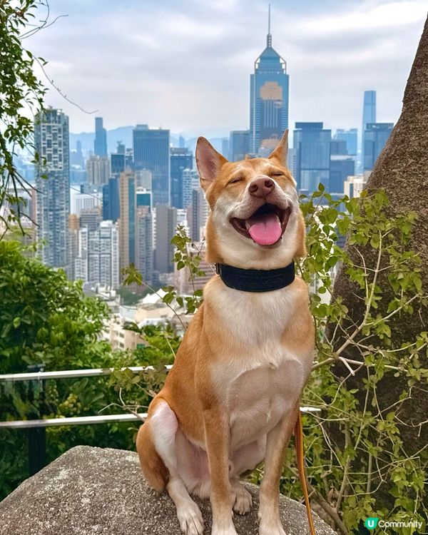 鬧市中隱世打卡點❤️姻緣石❤️輕鬆遊！👨‍👩‍👧‍👦🐶☀️