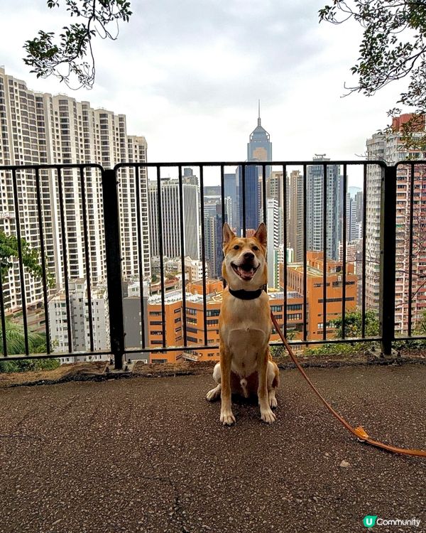鬧市中隱世打卡點❤️姻緣石❤️輕鬆遊！👨‍👩‍👧‍👦🐶☀️
