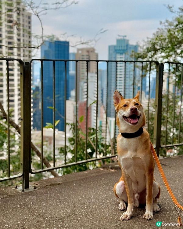 鬧市中隱世打卡點❤️姻緣石❤️輕鬆遊！👨‍👩‍👧‍👦🐶☀️