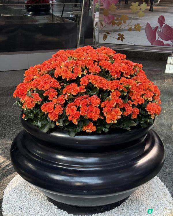 🧧花見龍門賀新春🧧